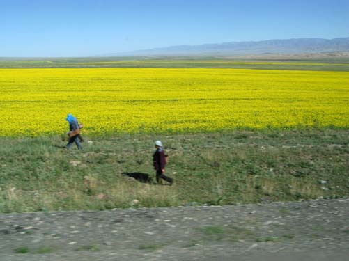chi mustard field