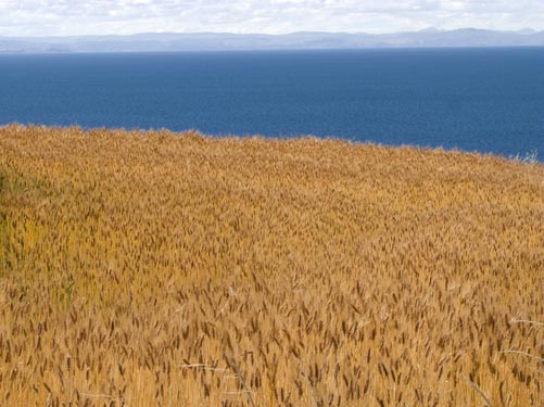 taquile wheat