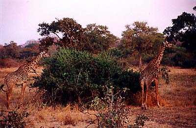 zambia giraffes