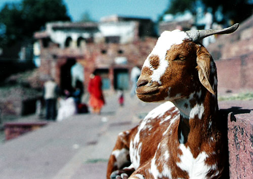 india goat