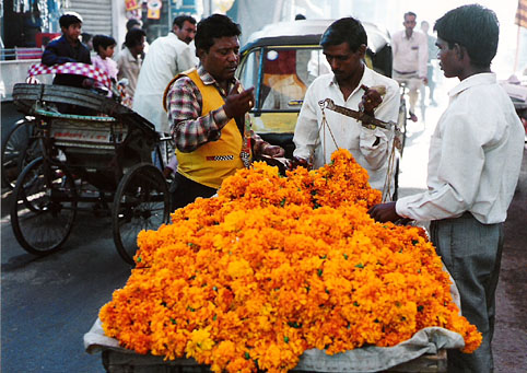 india marigolds