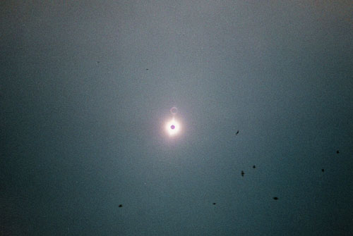 india totality birds